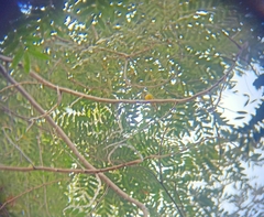 Culicicapa ceylonensis