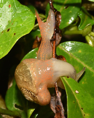 Sheldoniinae