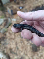 Plethodon chlorobryonis