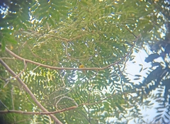 Culicicapa ceylonensis