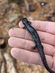 Plethodon chlorobryonis