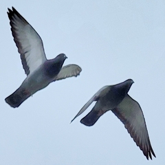 Columba livia