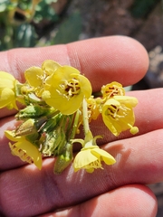 Chylismia