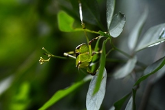 Stilpnochlora thoracica