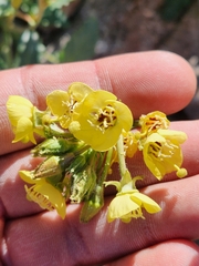 Chylismia