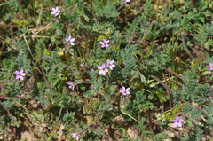 Erodium cicutarium