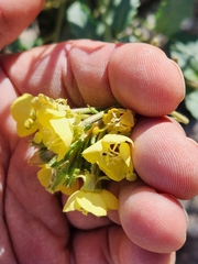 Chylismia