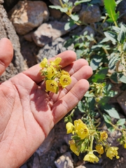 Chylismia