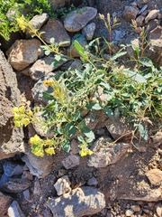Chylismia
