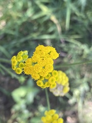 Nidorella resedifolia