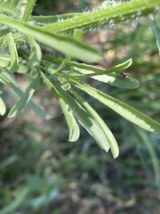 Nidorella resedifolia