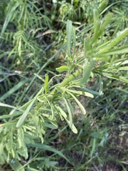 Nidorella resedifolia