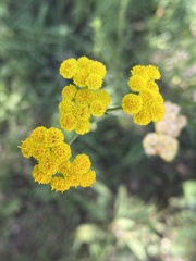 Nidorella resedifolia