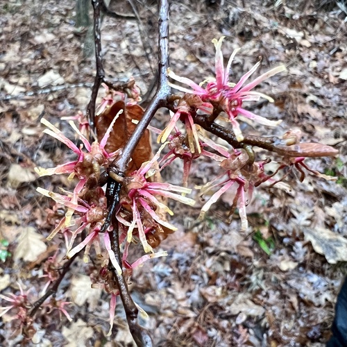 Hamamelis ovalis, photograph 1