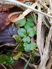 Lysimachia nummularia