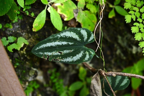 Dioscorea cyanisticta (Dioscorea cyanisticta)