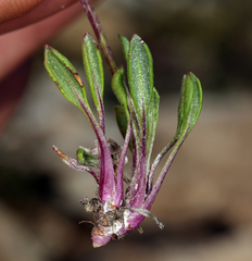 Packera werneriifolia