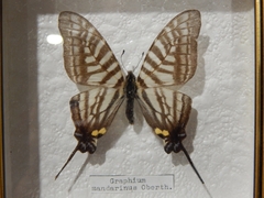 Graphium mandarinus