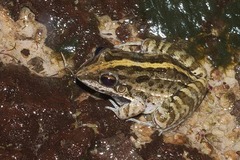 Leptodactylus fuscus