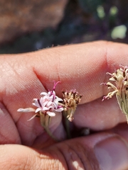 Palafoxia arida