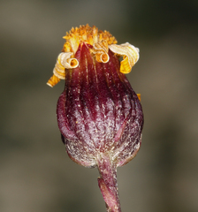 Packera werneriifolia