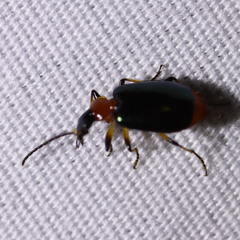 Lebia