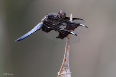 Palpopleura portia