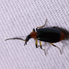 Lebia