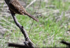 Zonotrichia atricapilla