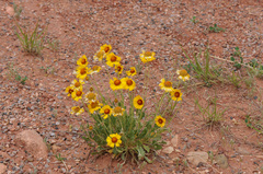 Gaillardia aristata