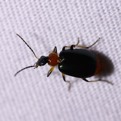 Lebia