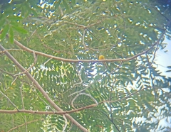 Culicicapa ceylonensis