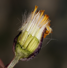 Packera werneriifolia