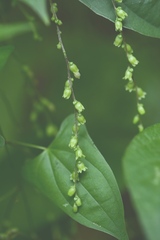 Dioscorea spiculiflora