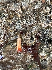 Styela montereyensis