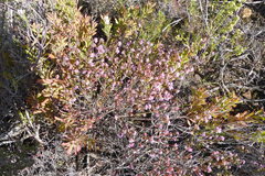 Erica globiceps globiceps