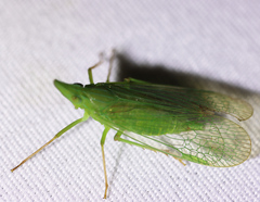 Rhynchomitra