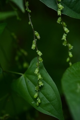Dioscorea spiculiflora