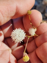 Chaenactis artemisiifolia