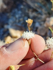 Chaenactis artemisiifolia