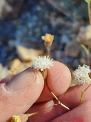 Chaenactis artemisiifolia