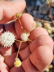 Chaenactis artemisiifolia