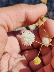 Chaenactis artemisiifolia