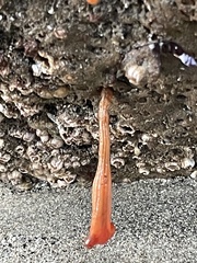 Styela montereyensis