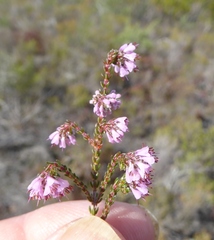 Erica globiceps globiceps