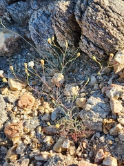 Chaenactis artemisiifolia