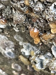 Aplidium californicum