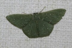 Prasinocyma iosticta