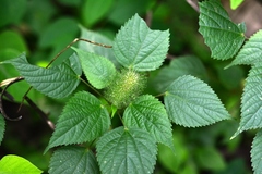 Acalypha alopecuroidea