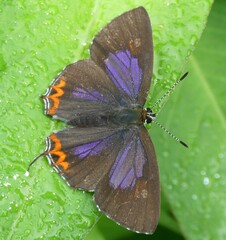 Heliophorus